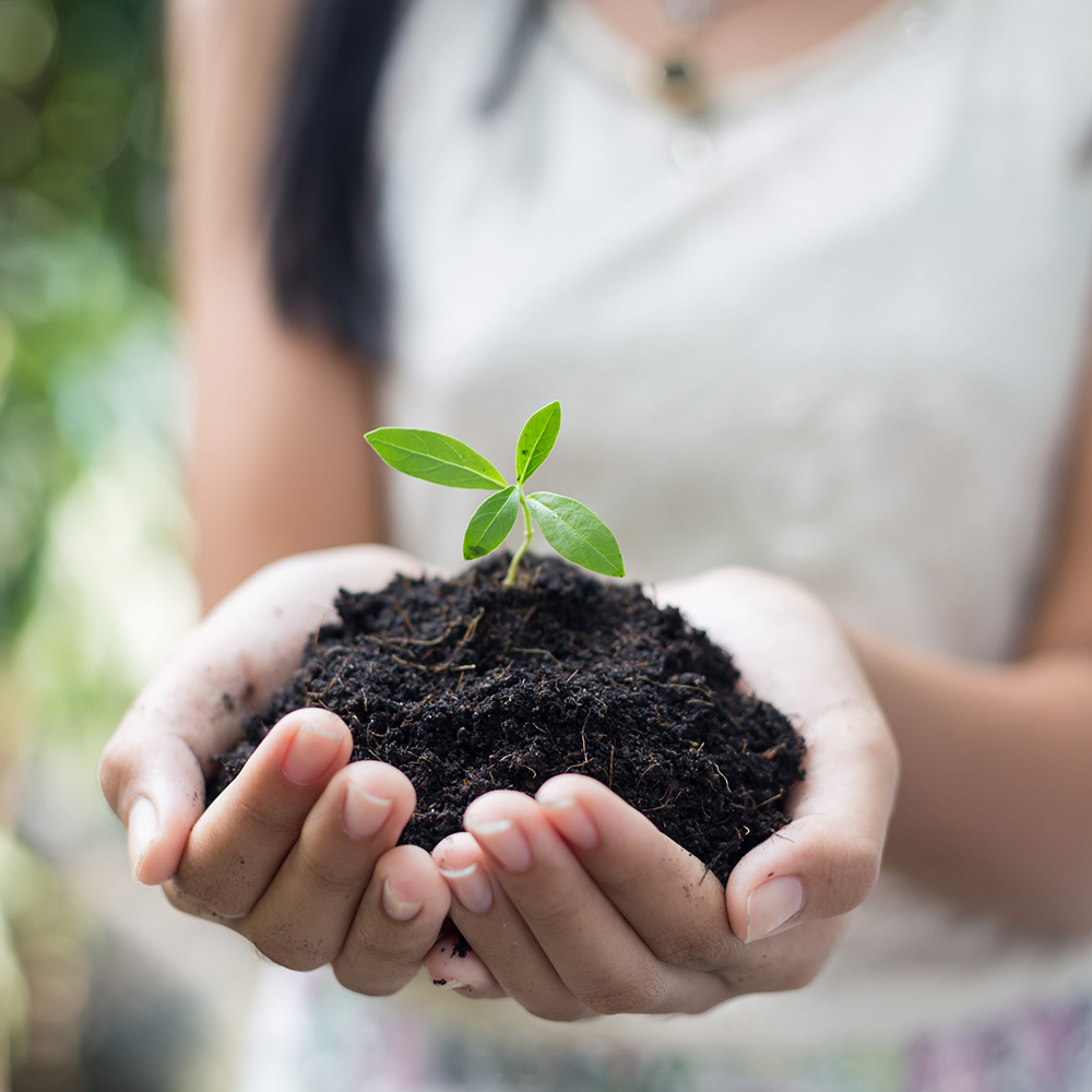 Desarrollo de Proyectos de Sustentabilidad